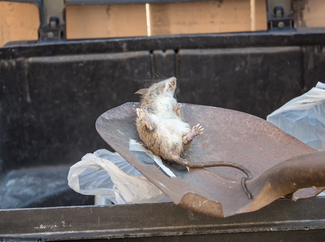 Humane animal trap set up in a backyard for wildlife removal