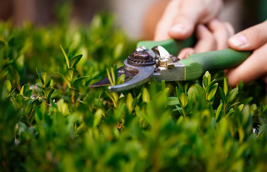 Lush green lawn with professional lawn care equipment