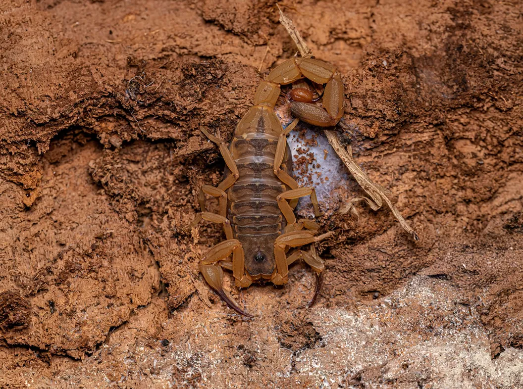 Close-up of pest control treatment around a home's foundation