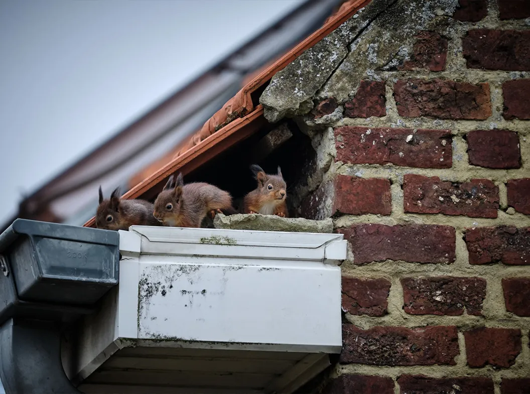 Squirrel prevention measures being installed on a home's roof