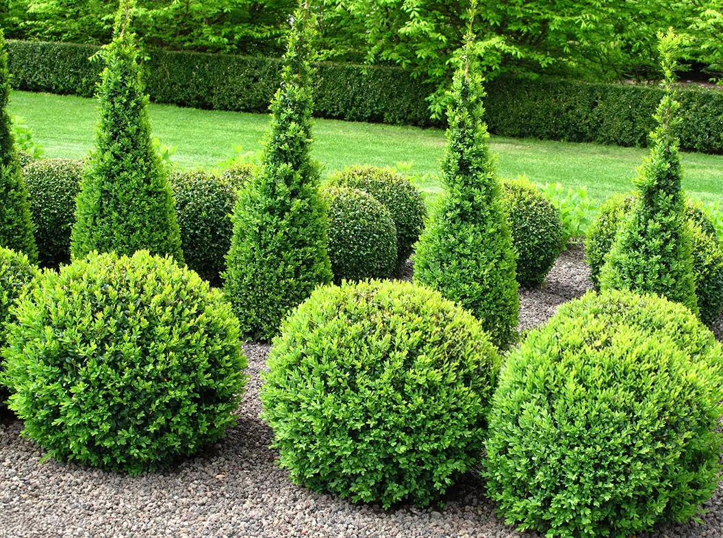 Professional applying tree care treatment to prevent pests and diseases