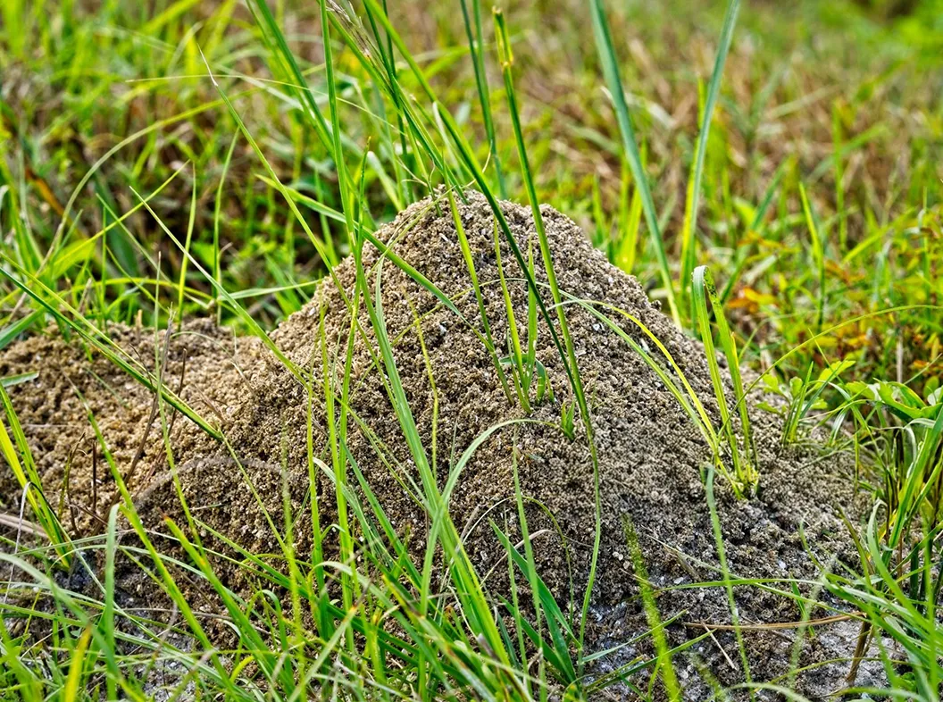 Fire Ant Control Service in Texas
