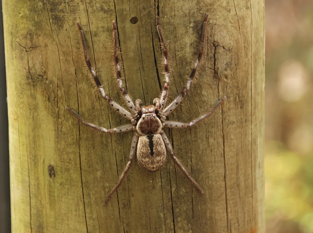 General Pest Control in Texas