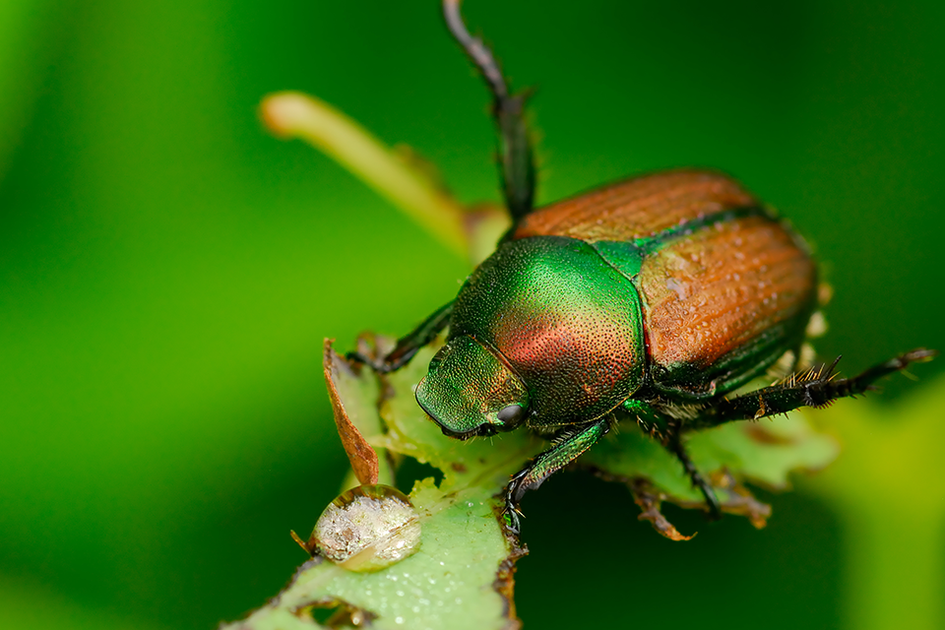 Tree & Shrub Insects - Get Green Lawn Kings